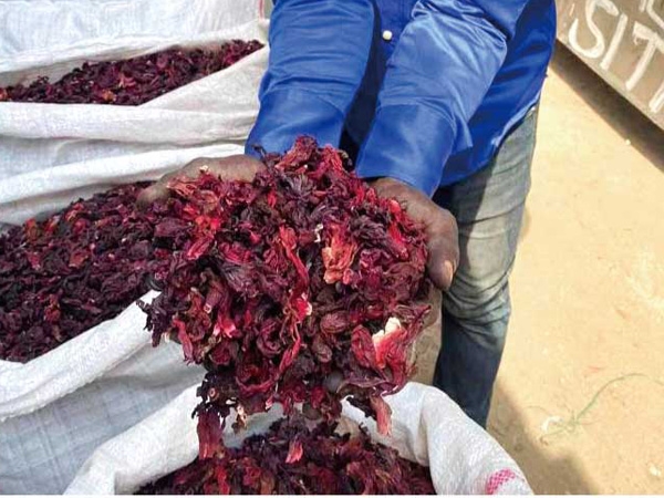 Hibiscus flower export project