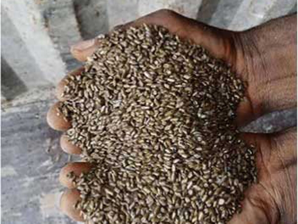 Cassia seed export project